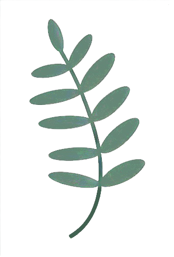 a leaf with no background. Zayah Fragrances, Perfume made from organic plant oils