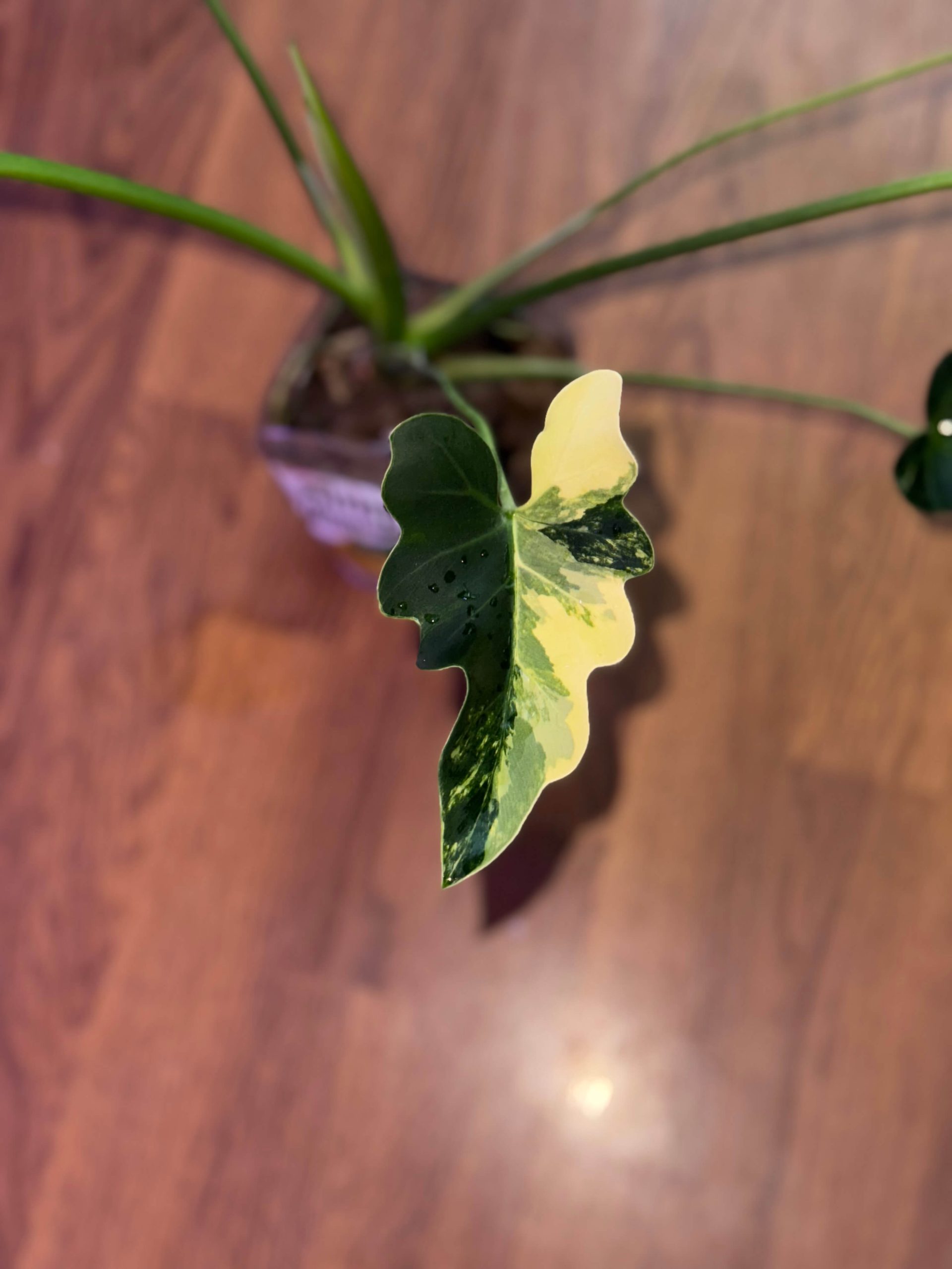 variegated Thaumatophyllum Soledad