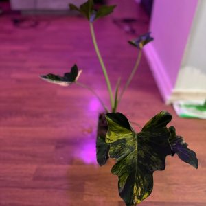 variegated Thaumatophyllum Soledad and history, hybrid, cross-breed